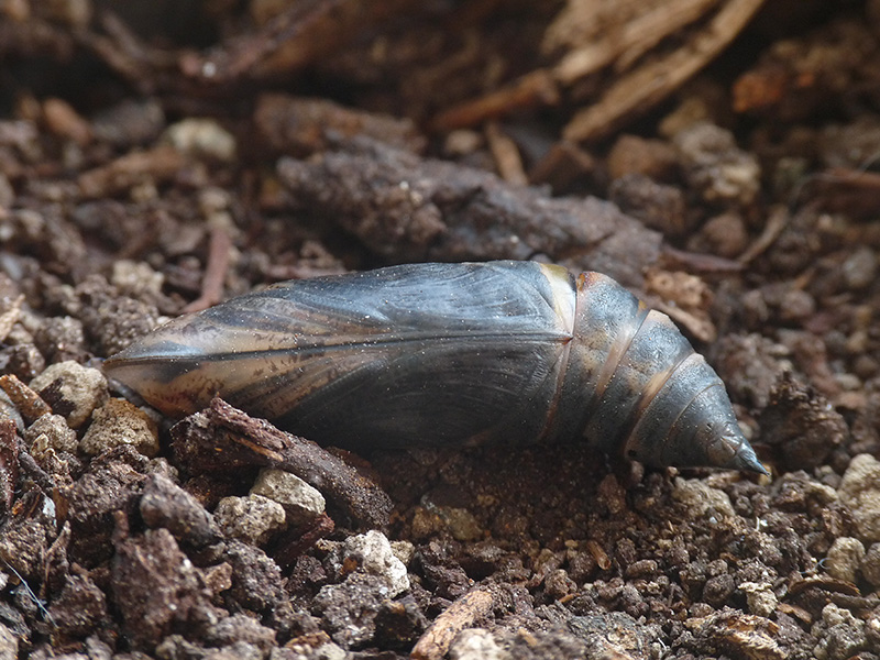 Macroglossum stellatarum